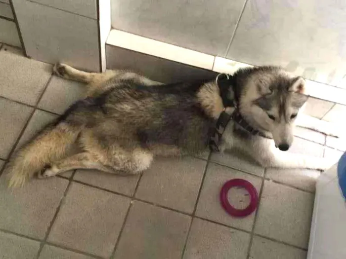 Cachorro raça Husky Siberiano idade 7 a 11 meses nome Quimera GRATIFICA