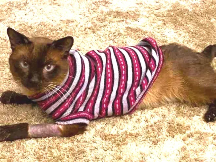 Gato ra a Siamês  idade 1 ano nome Miúxo