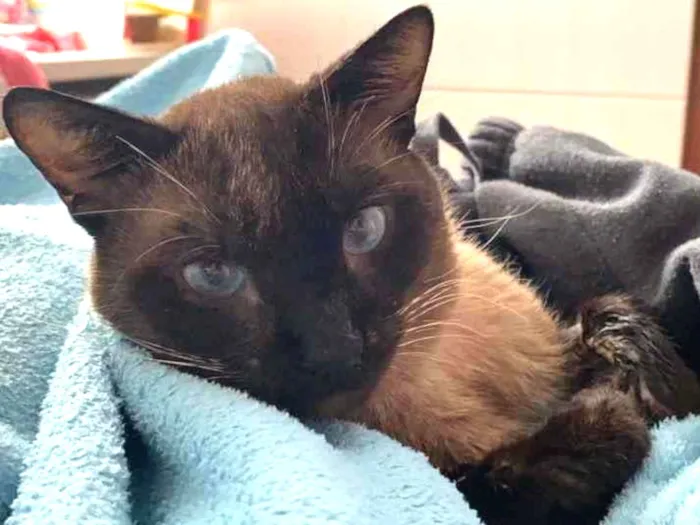 Gato ra a Siamês  idade 1 ano nome Miúxo