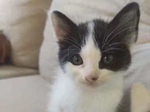 Gato raça  idade Abaixo de 2 meses nome Sofia
