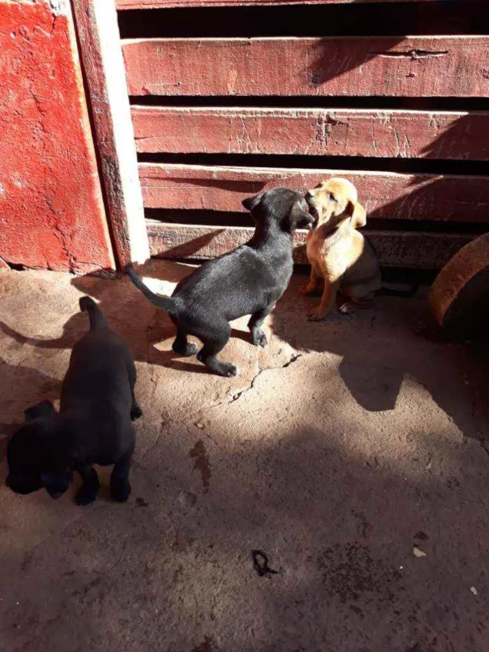 Cachorro ra a Não definida  idade Abaixo de 2 meses nome Não tem nome