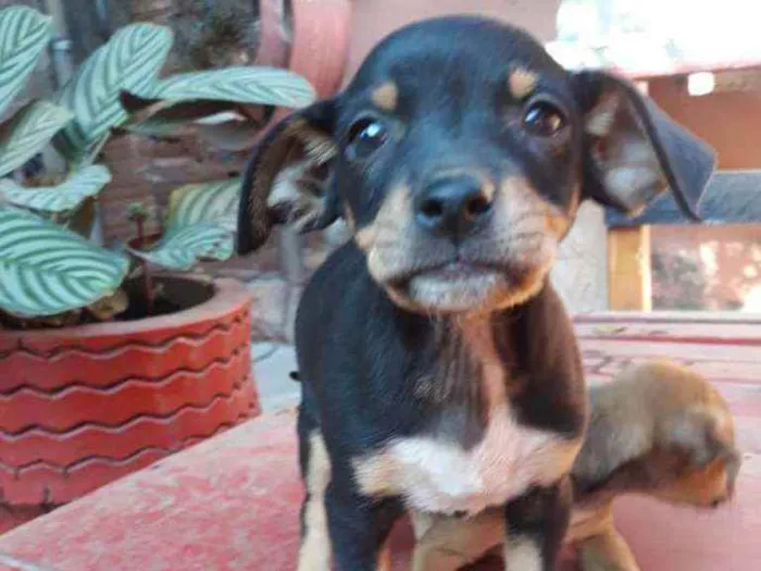 Cachorro ra a Não definida  idade Abaixo de 2 meses nome Não tem nome