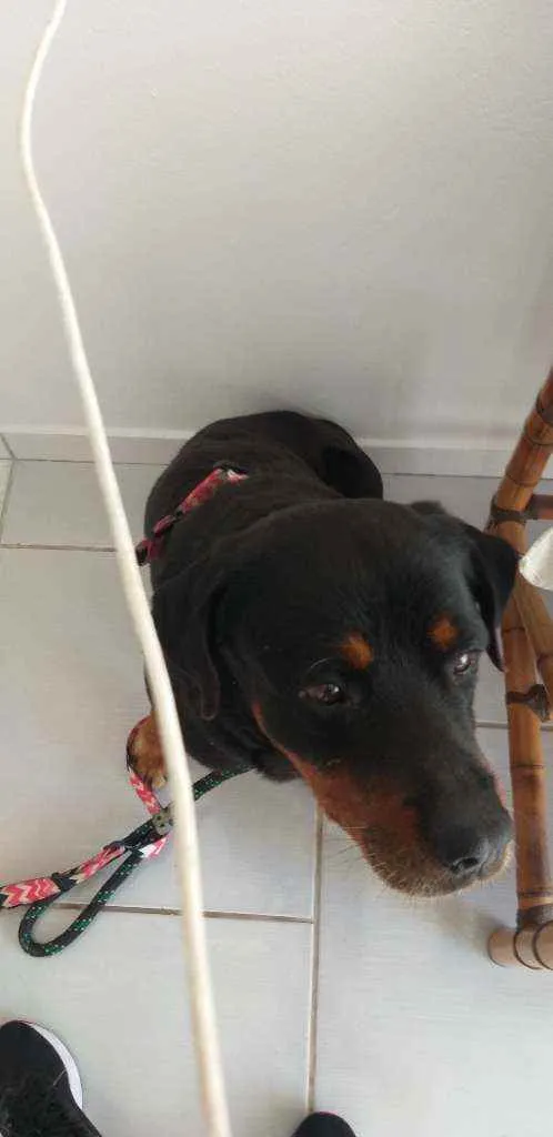 Cachorro ra a Rotweiler  idade  nome Não sei o nome