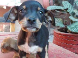 Cachorro raça Não definida  idade Abaixo de 2 meses nome Não tem nome
