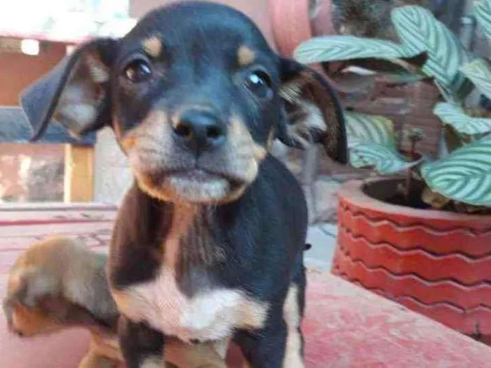 Cachorro ra a Não definida  idade Abaixo de 2 meses nome Não tem nome