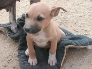 Cachorro raça Pit-Bull com vira lata  idade 2 a 6 meses nome sem nome
