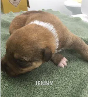 Cachorro raça SRD-ViraLata idade Abaixo de 2 meses nome TICO