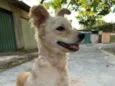 Lindão 