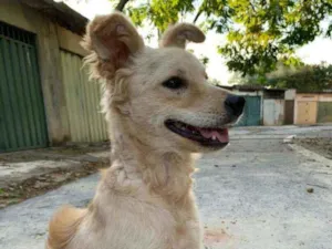 Cachorro raça Sem raça  idade 2 anos nome Lindão 