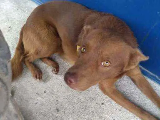 Cachorro ra a SRD idade 1 ano nome Chokito