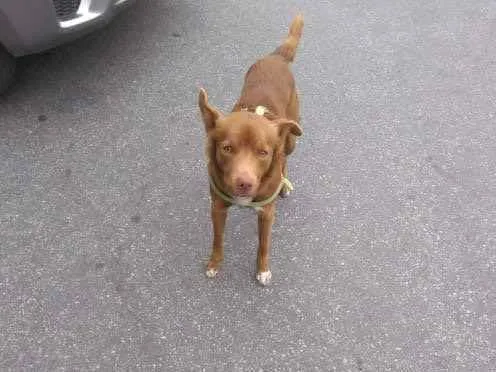 Cachorro ra a SRD idade 1 ano nome Tablito