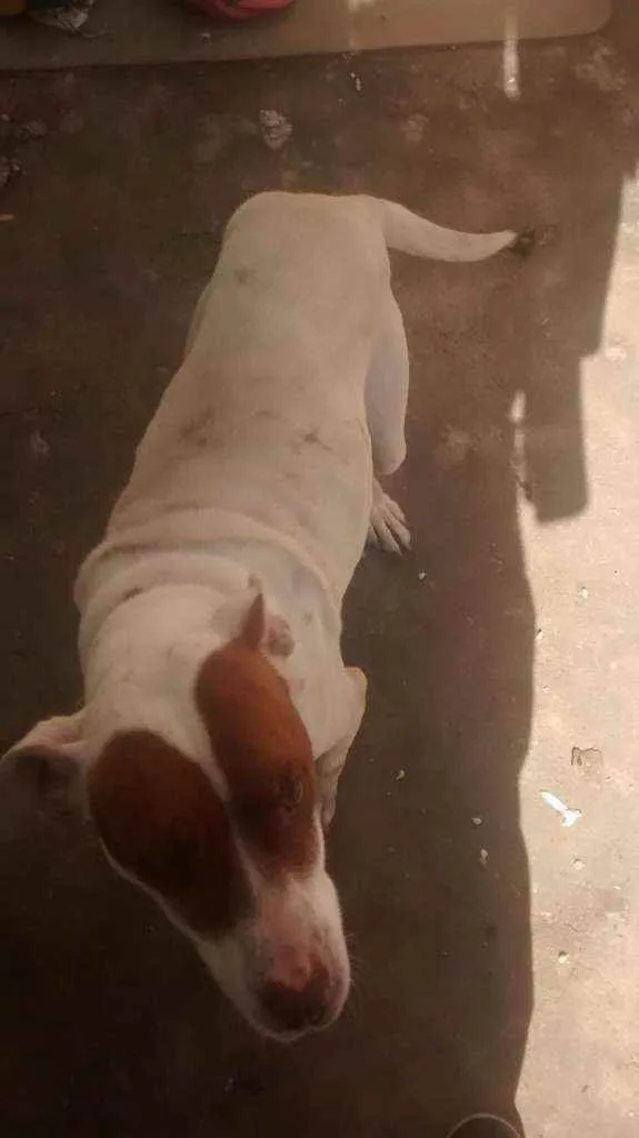 Cachorro ra a Meio petibul  idade 1 ano nome Larisa 