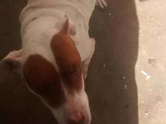 Cachorro ra a Meio petibul  idade 1 ano nome Larisa 