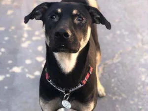 Cachorro raça SRD idade 1 ano nome Snoopy