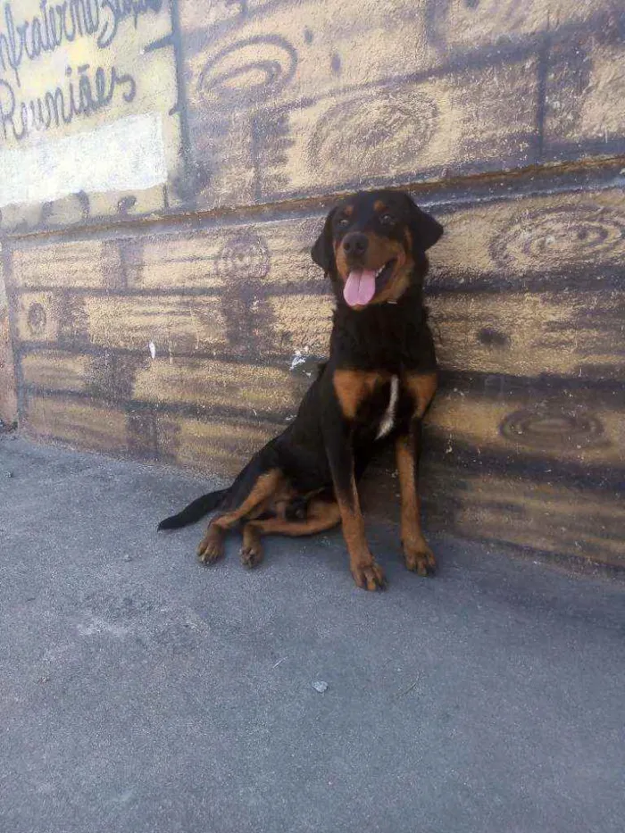 Cachorro raça misturado do com Rotwaler idade 5 anos nome Ainda não sei