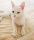 Lua 
