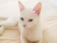 Lua 