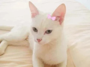 Cachorro raça Srd idade 7 a 11 meses nome Lua 