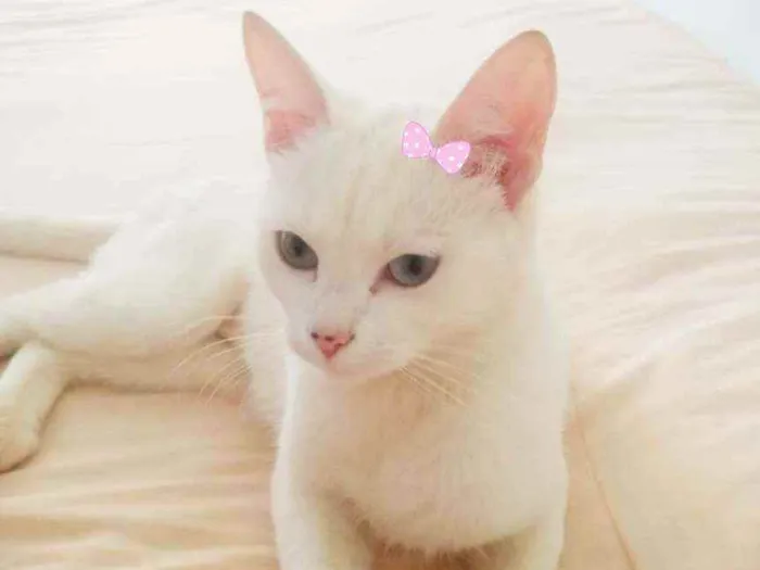 Cachorro ra a Srd idade 7 a 11 meses nome Lua 