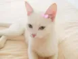 Lua