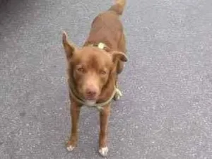 Cachorro raça SRD idade 1 ano nome Tablito