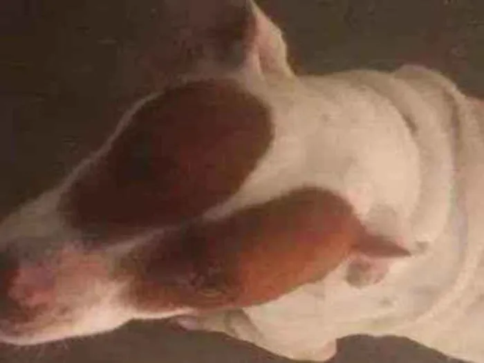 Cachorro ra a Meio petibul  idade 1 ano nome Larisa 