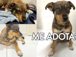Cachorro raça SRD-ViraLata idade 1 ano nome Pequeno Caramelo