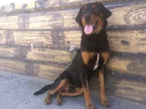 Cachorro raça misturado do com Rotwaler idade 5 anos nome Ainda não sei