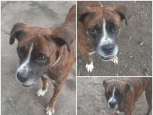 Cachorro raça Boxer idade 3 anos nome Oreo