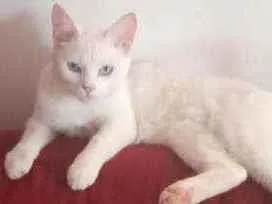 Gato ra a Srd idade 7 a 11 meses nome Floquinho