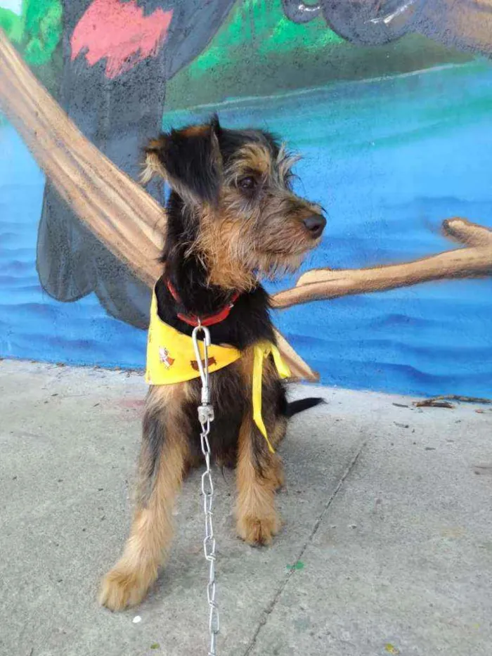 Cachorro ra a SRD idade 2 a 6 meses nome Mario