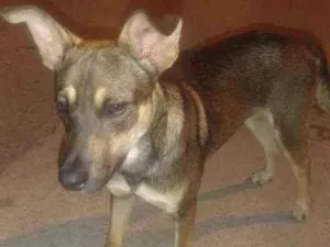 Cachorro raça SRD idade 7 a 11 meses nome Nico