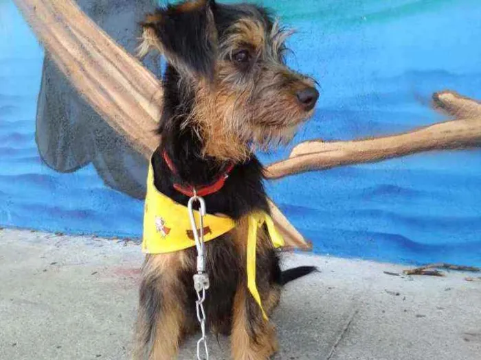 Cachorro ra a SRD idade 2 a 6 meses nome Mario