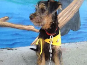 Cachorro raça SRD idade 2 a 6 meses nome Mario