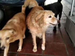 Cachorro raça Vira lata idade 4 anos nome Spyker, Amora e Soph