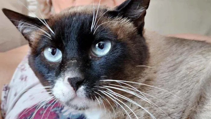 Gato raça Srd  idade 1 ano nome Nutela