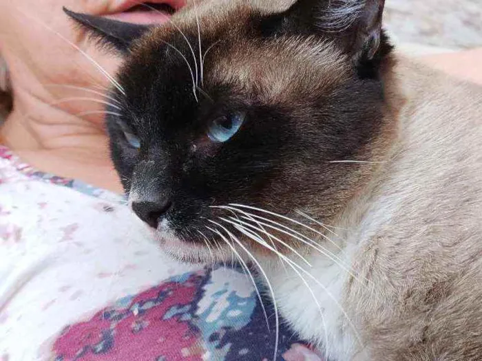 Gato raça Srd  idade 1 ano nome Nutela