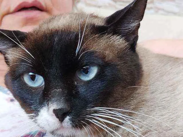 Gato raça Srd  idade 1 ano nome Nutela