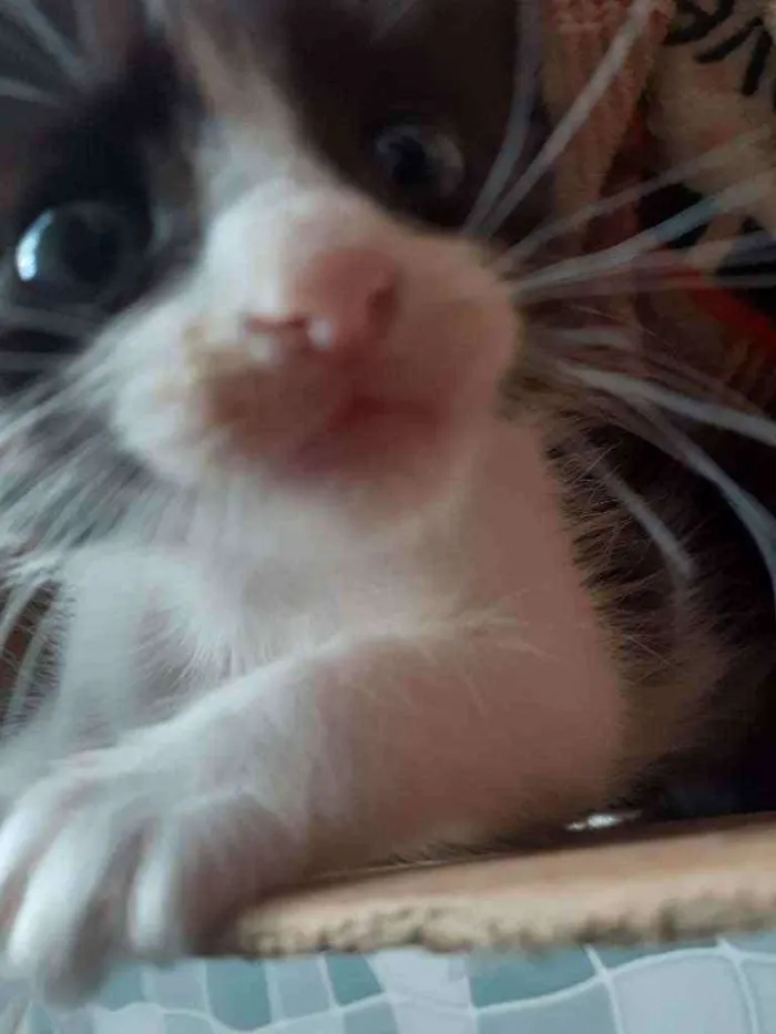 Gato raça Vira-lata  idade Abaixo de 2 meses nome Noru