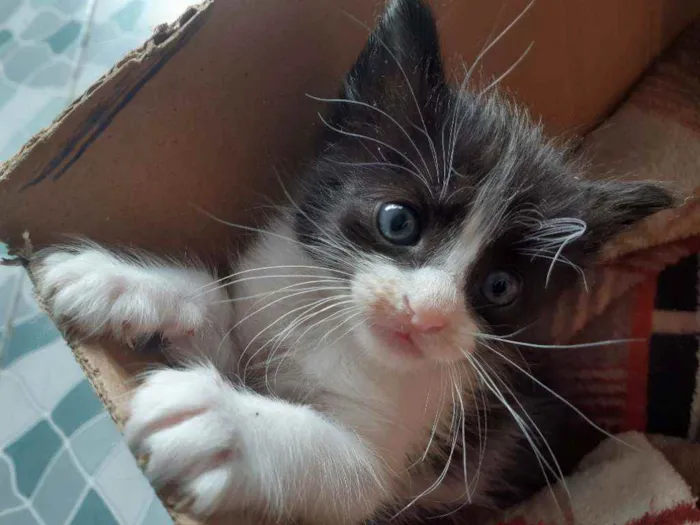 Gato raça Vira-lata  idade Abaixo de 2 meses nome Noru