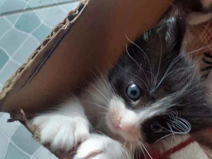 Gato raça Vira-lata  idade Abaixo de 2 meses nome Noru