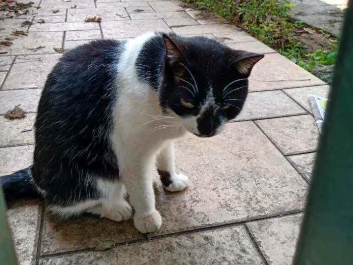 Gato ra a Vira lata  idade 4 anos nome (não sei o nome)