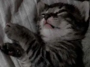 Gato raça Vira-lata  idade Abaixo de 2 meses nome Missy