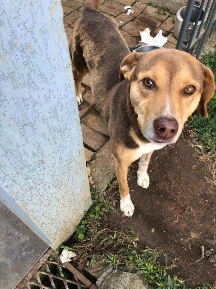 Cachorro ra a Vira-lata  idade 2 anos nome Laika