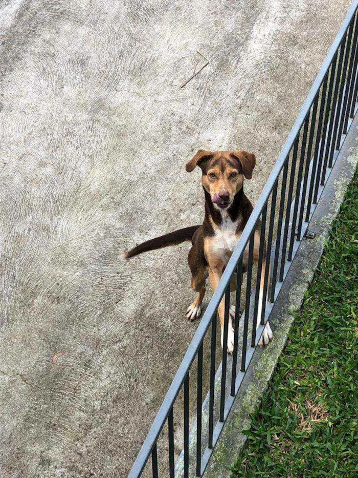 Cachorro ra a Vira-lata  idade 2 anos nome Laika