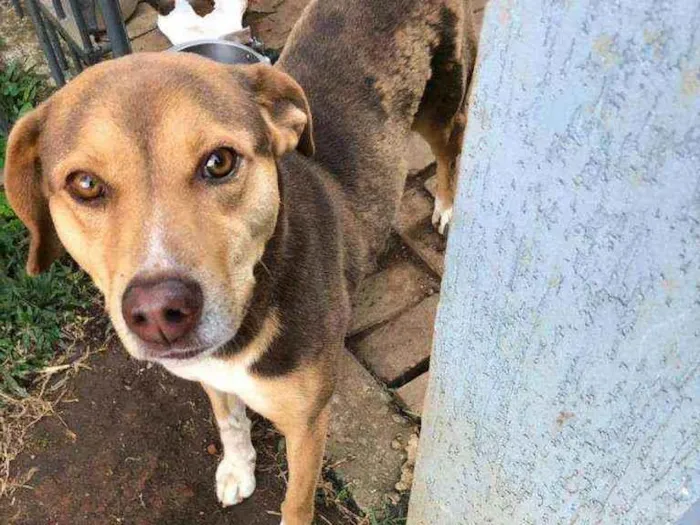 Cachorro ra a Vira-lata  idade 2 anos nome Laika