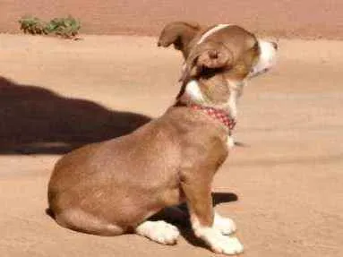 Cachorro ra a SEM RAÇA DEFINIDA idade 2 a 6 meses nome MAYA