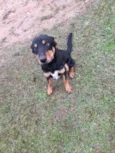 Chico