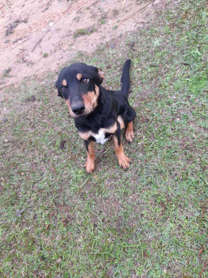 Cachorro ra a Indefinida idade 2 a 6 meses nome Chico