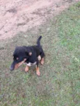 Chico